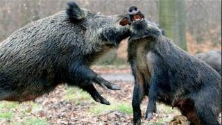 Legacy of Chernobyl: Boar shot in Sweden Found to have 10 Times the Accepted Amount of Radiation
